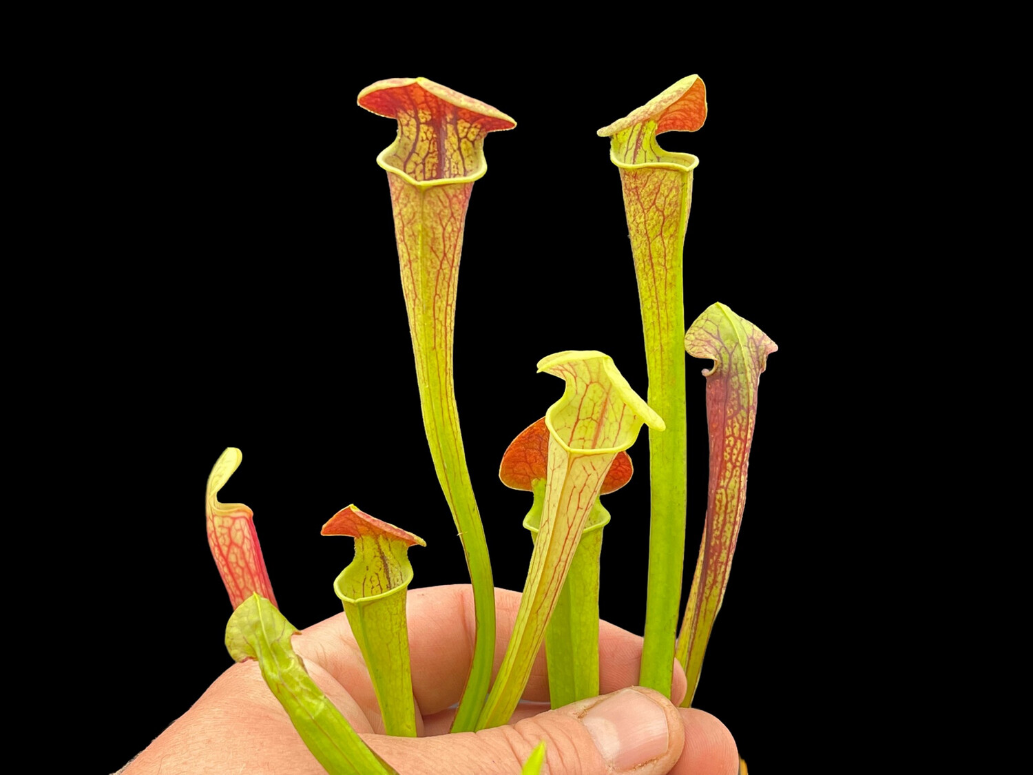 Sarracenia ‘Flys Demise’ X oreophila - Small Batch! 