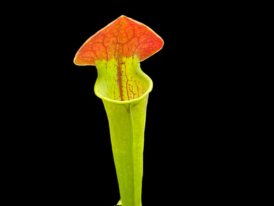 Sarracenia ‘Flys Demise’ X oreophila - Small Batch! 