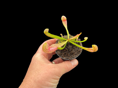 Sarracenia Courtii 
