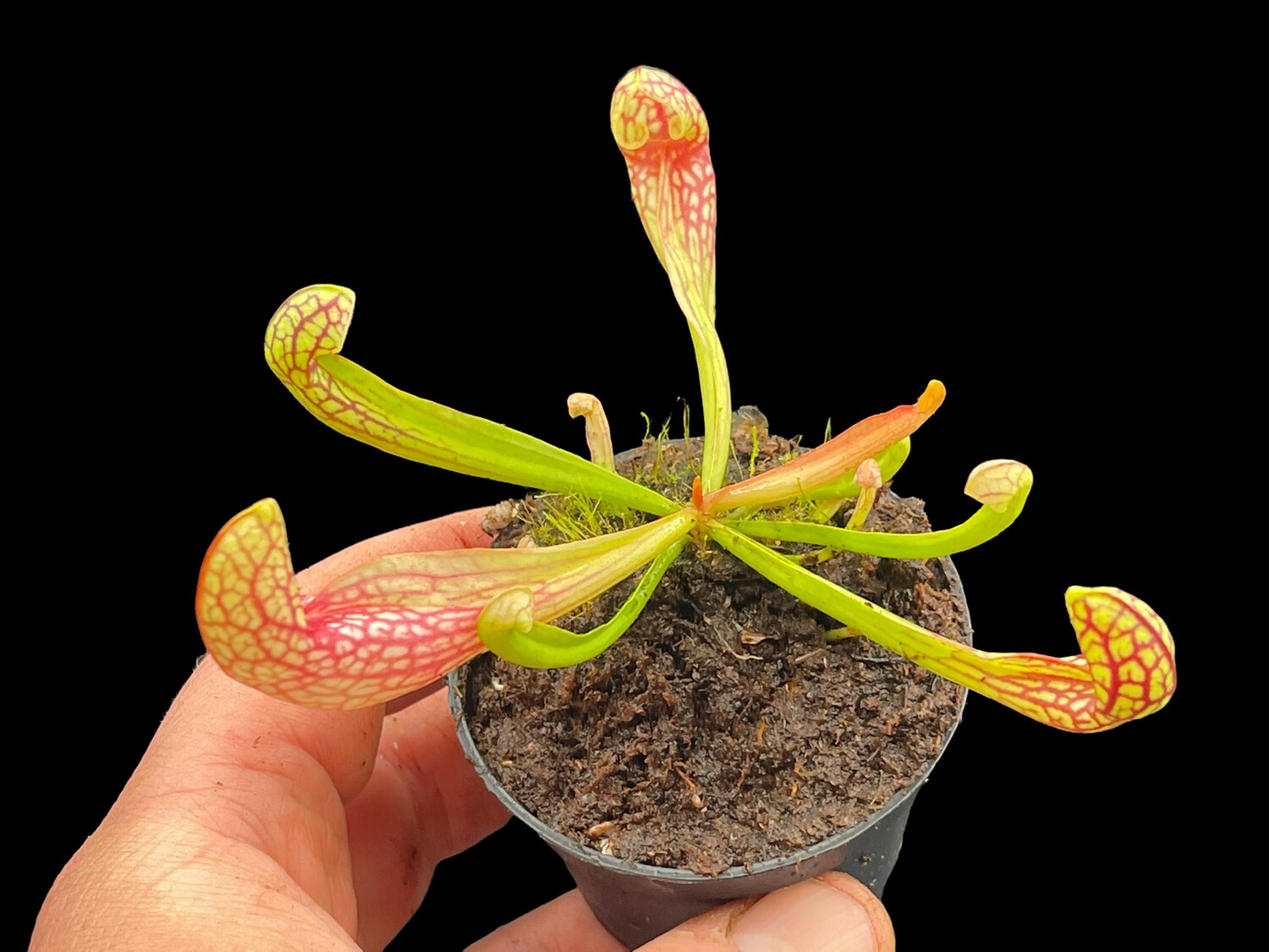 Sarracenia Courtii 