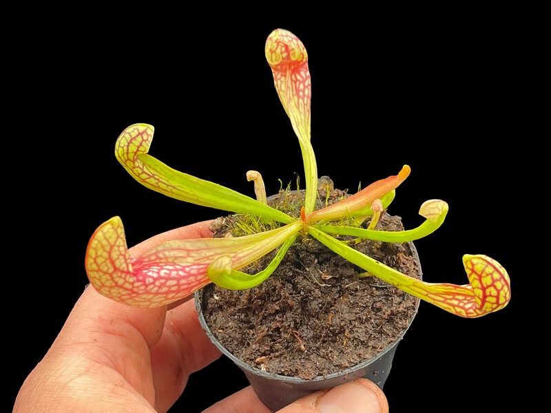 Sarracenia purpurea ssp. purpurea x psittacina 