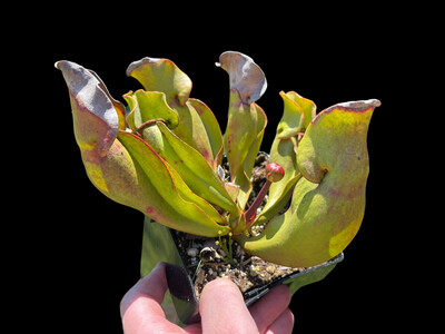 Sarracenia purpurea sub sp. purpurea “ Veinless”
