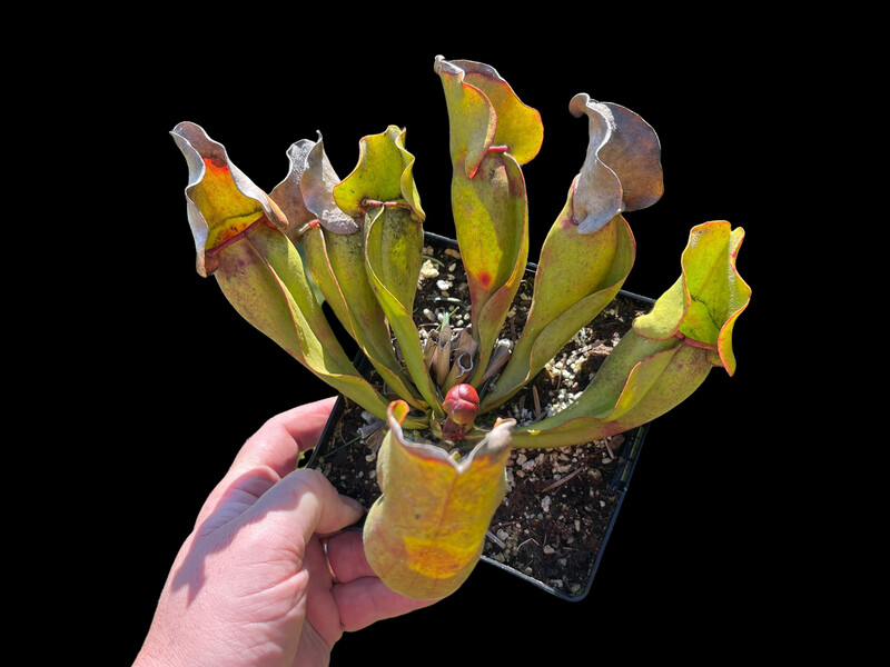Sarracenia purpurea sub sp. purpurea “ Veinless”