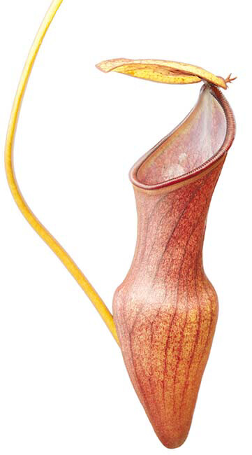 Nepenthes pervillei BE (Small) 