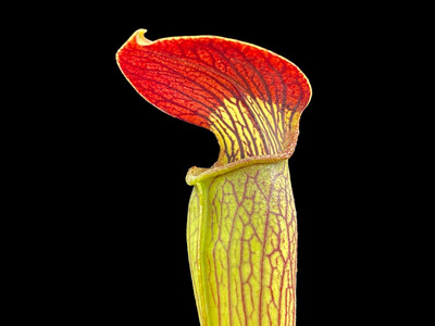 Sarracenia alata rubrioperculata Desoto Co. 