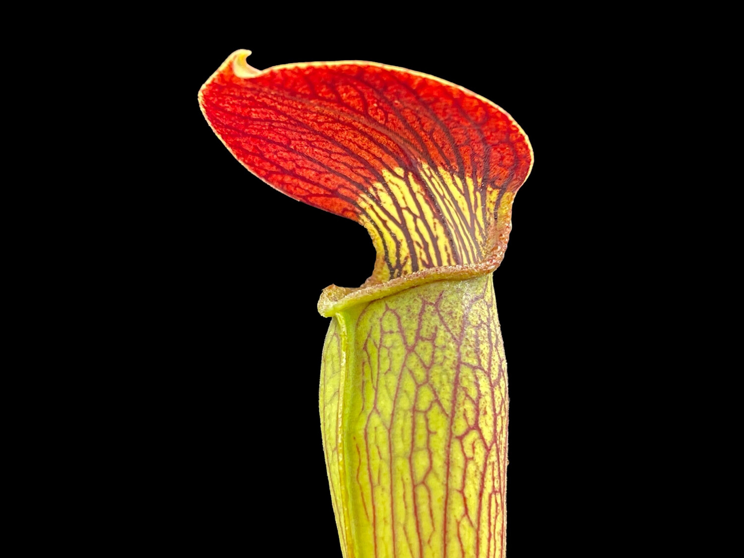 Sarracenia alata rubrioperculata Desoto Co. 