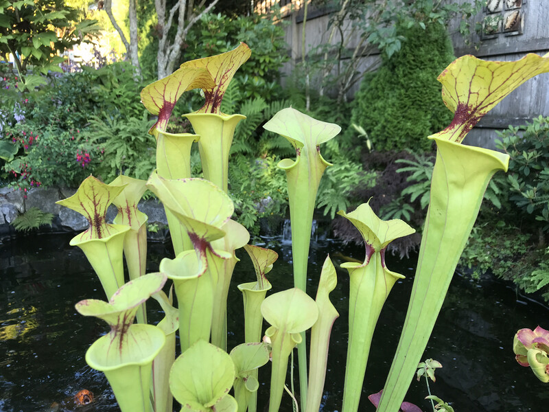 Sarracenia flava Cuprea- Large Divisions With Sundews! - Limited 
