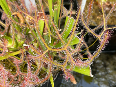 Drosera binata var. dichotoma - Giant Sundew