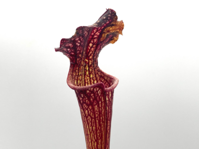 Sarracenia “Royal Ruby” x “Phil Clone 2” 