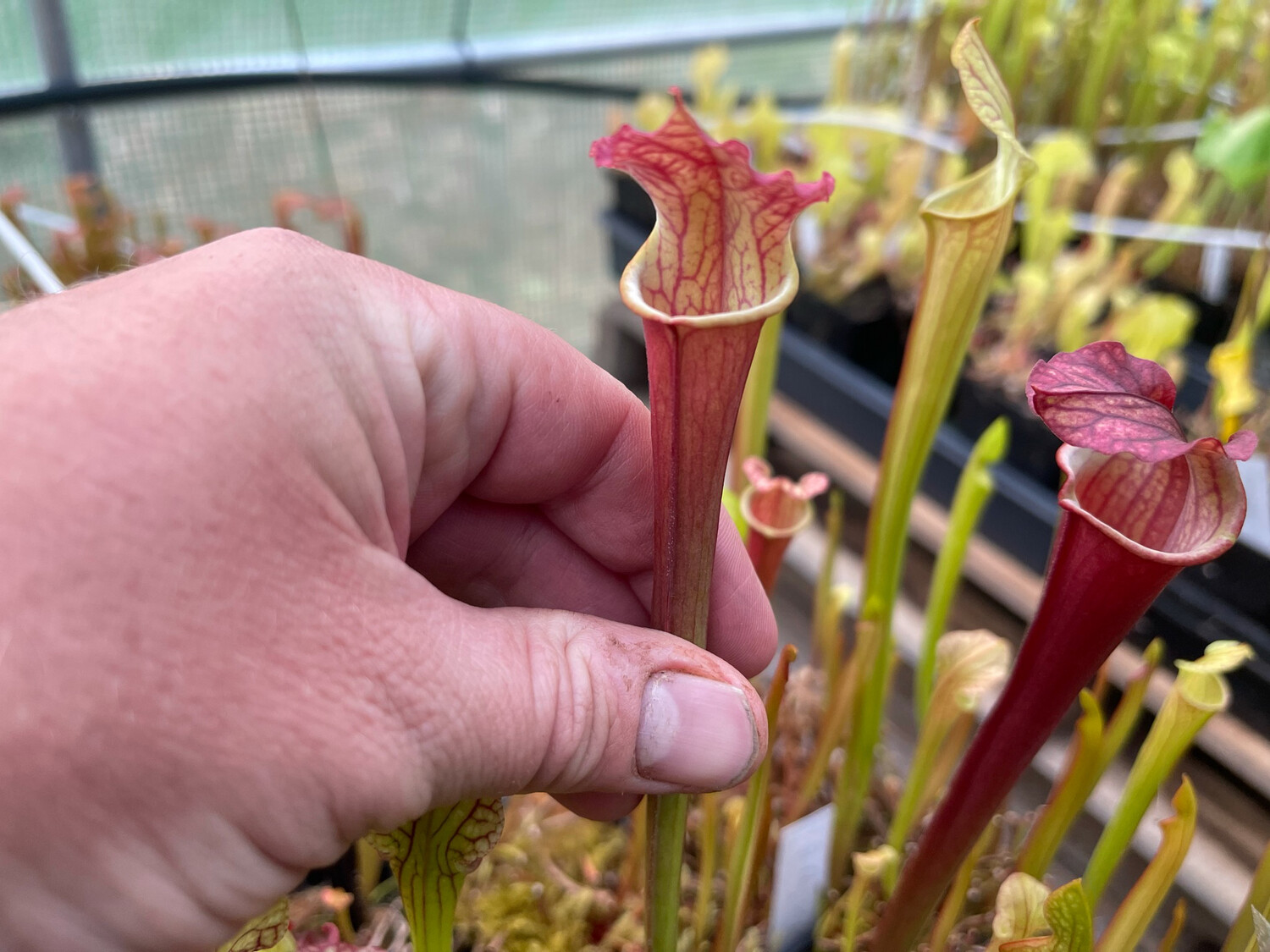 Sarracenia “Royal Ruby” x “Phil Clone 2” 