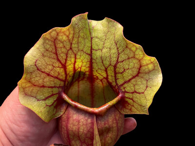 Sarracenia purpurea venosa burkei Aka rosea “Chipola Giant” Chipola Fl. 