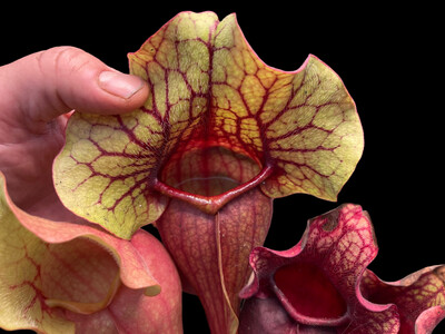 Sarracenia purpurea venosa burkei Aka rosea “Chipola Giant” Chipola Fl. 