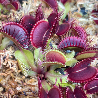 Dionaea muscipula “Phalanx x Bimbo” Venus Flytrap (small)