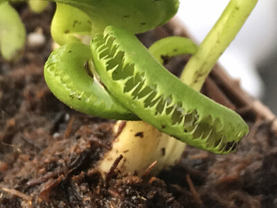 Dionaea muscipula ‘Kim Jong-un’
