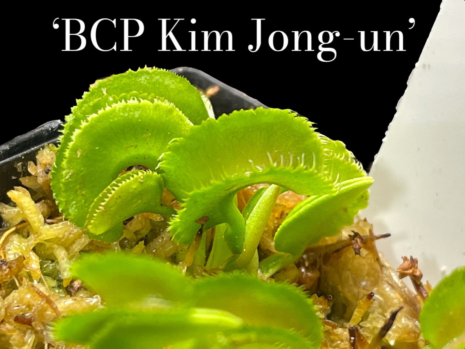 Dionaea muscipula ‘Kim Jong-un’