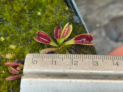Venus Fly traps for sale Canada