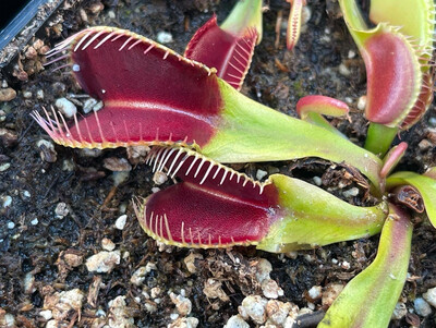Dionaea muscipula  ‘Crocodile’ Venus Flytrap (small)