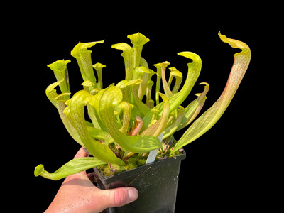 Sarracenia Hummers Hammerhead - Divisions!
