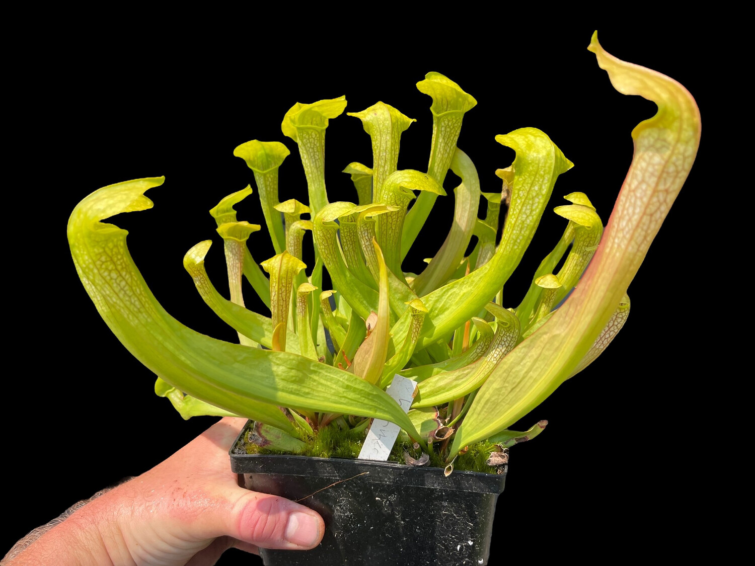 Sarracenia Hummers Hammerhead - Divisions!