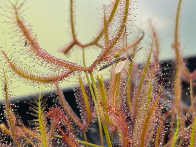 Drosera binata var. multifida extrema 1+ Plants