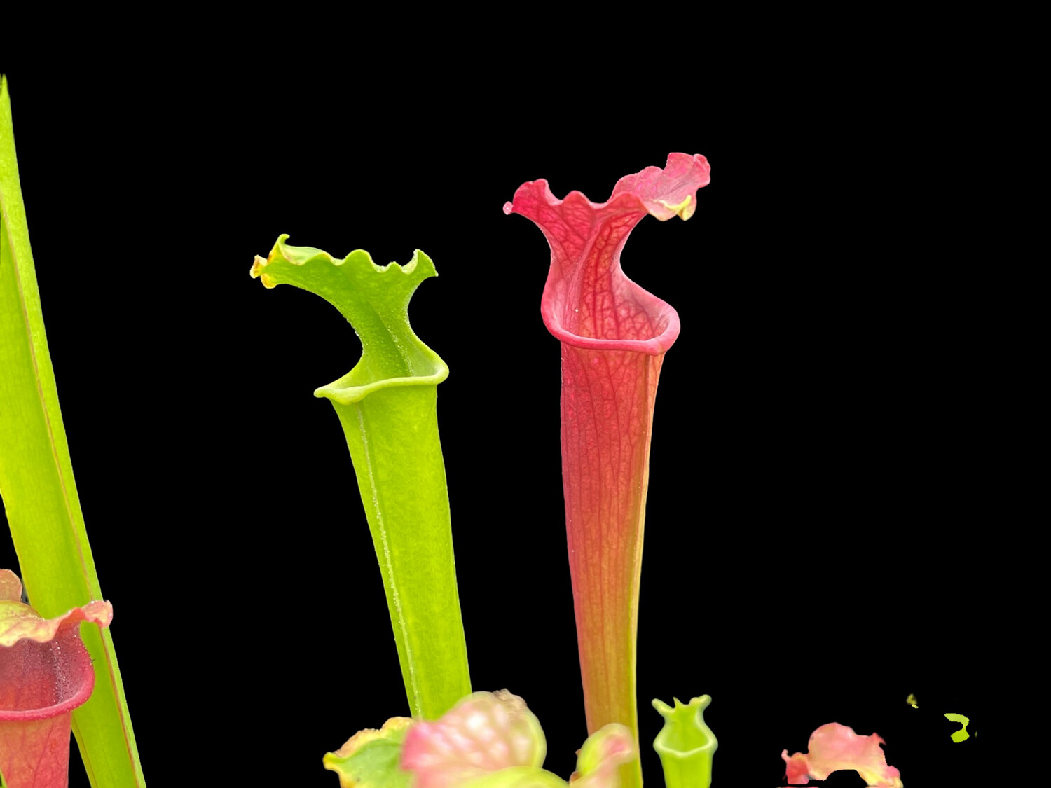 Sarracenia “Red Sumatra” x “Red Sumatra”