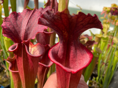Sarracenia “Red Sumatra” x “Red Sumatra”