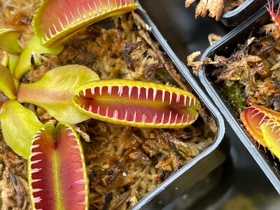 Dionaea muscipula  ‘Alien’ Venus Flytrap (Starter Size)