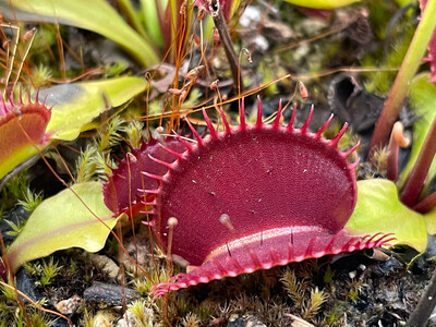 Dionaea muscipula “Titan” Venus Flytrap (small)
