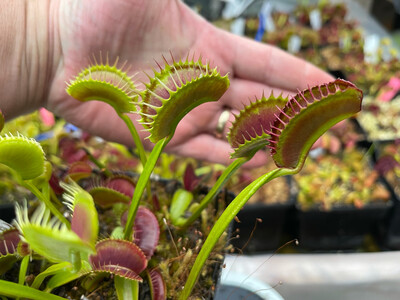 Dionaea muscipula “Southwest Giant”  Venus Flytrap (small)