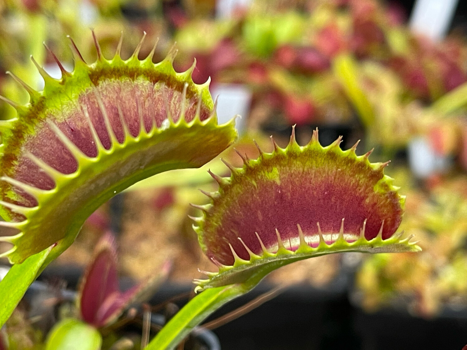 Dionaea muscipula “Southwest Giant”  Venus Flytrap (small)