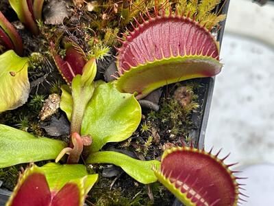 Dionaea muscipula “Titan” Venus Flytrap (small)