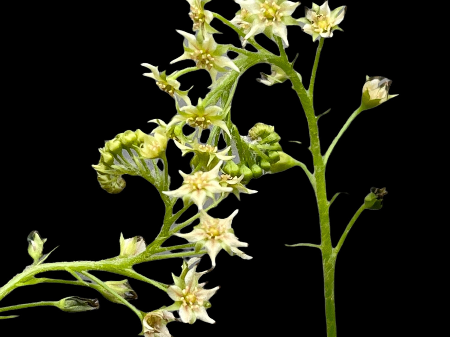 Drosera adelae “Giant Alba”- White Flowers! 