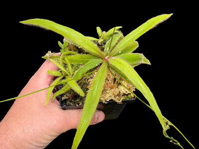 Drosera adelae “Giant Alba”- White Flowers! 
