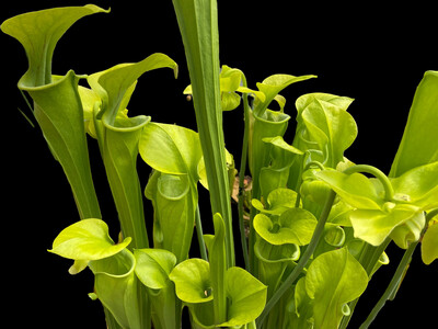 Sarracenia oreophila var. oreophila &quot;Sand Mountain&quot; - Divisions (Med/Large)