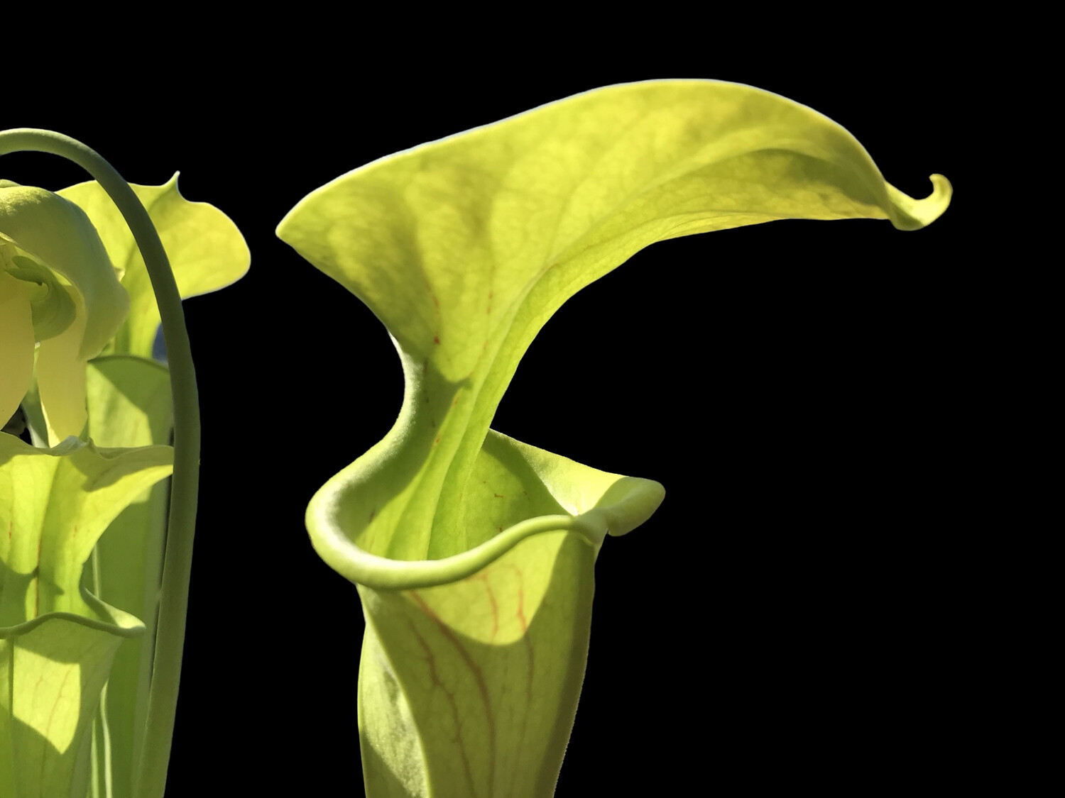 Sarracenia oreophila var. oreophila "Sand Mountain" - Divisions (Med/Large)