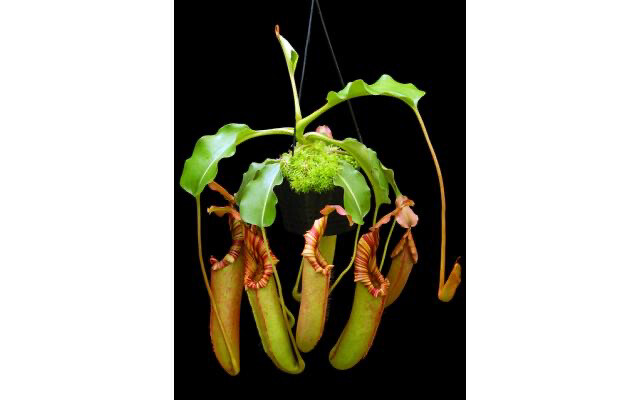 Nepenthes (veitchii X lowii) x robcantleyi BE-3841