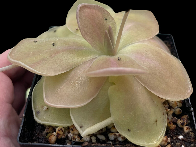 20 Wholesale Butterwort (Pinguicula) Kit