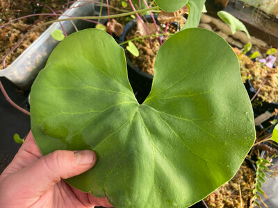 Utricularia cornigera (Stolons)