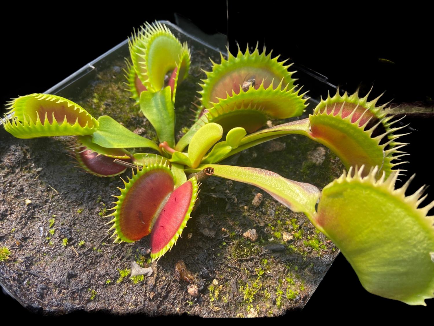 Dionaea muscipula ‘Tiger Fangs’ Venus Flytrap (Large) Nice Plants!
