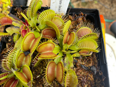Dionaea muscipula  “Carolina State Beach Park” Venus Flytrap (small)