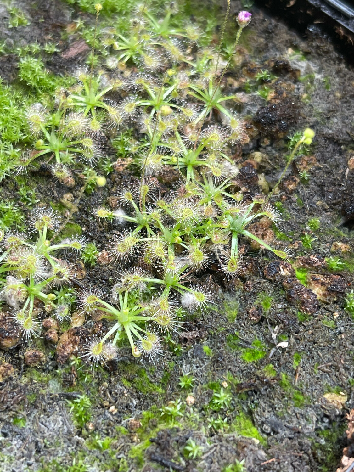 Drosera nitidula X pulchella Pygmy Sundew (3+ Plants)
