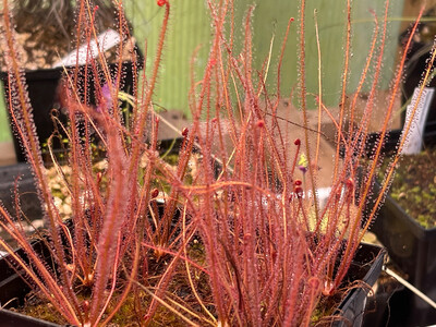Drosera filiformis &quot;Florida Red&quot;  