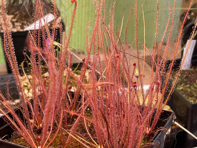 Drosera filiformis "Florida Red"
