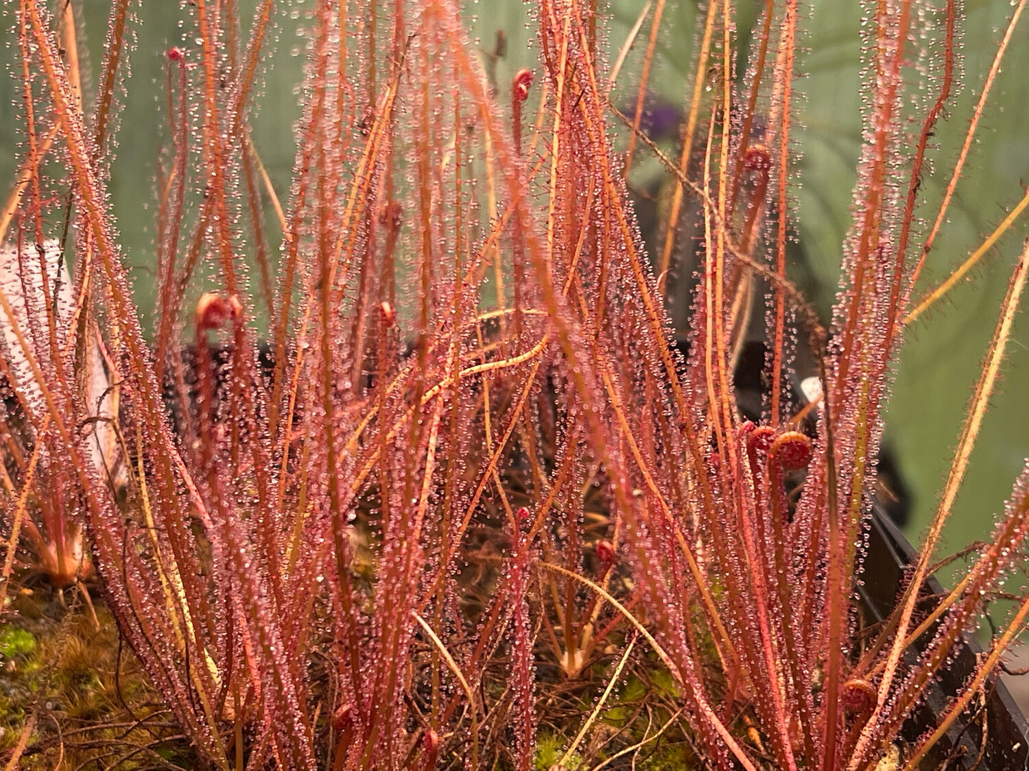 Drosera filiformis "Florida Red" 