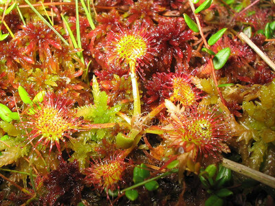 Drosera rotundifolia The round-leaved Sundew 