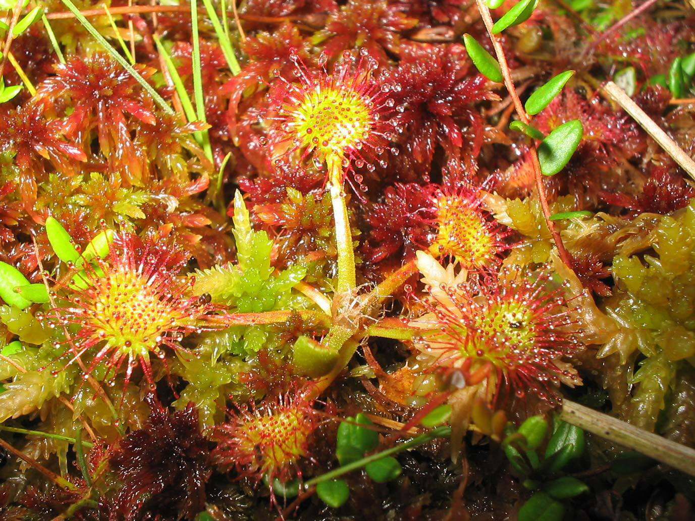 Drosera rotundifolia The round-leaved Sundew 