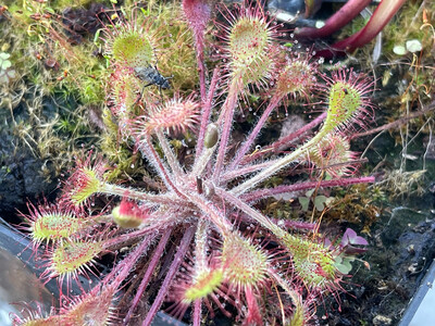 Drosera rotundifolia The round-leaved Sundew 1+ Plants