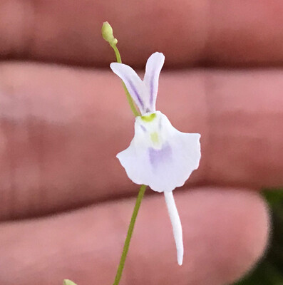 Utricularia sandersonii