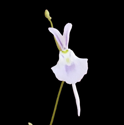 Utricularia sandersonii