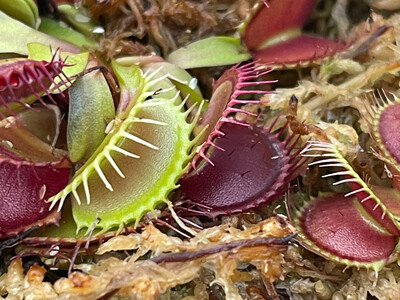 Dionaea muscipula  St. Patrick’s Beard (small)